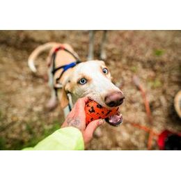 Non-stop dogwear Hračka Dog throw toy