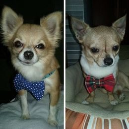 FUNKY DOG Modrý psí motýlek s puntíky