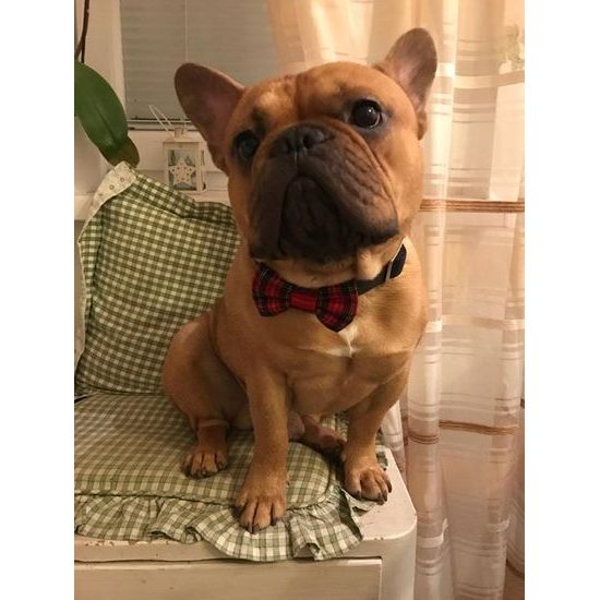 FUNKY DOG Skotský Červený kostkovaný motýlek