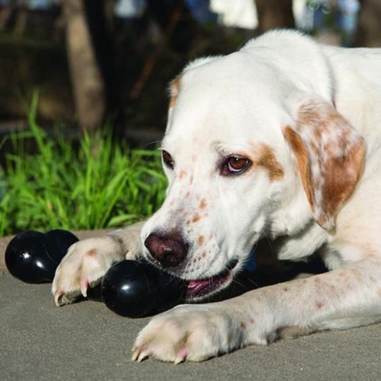 KONG Hračka guma Extreme Goodie Bone M