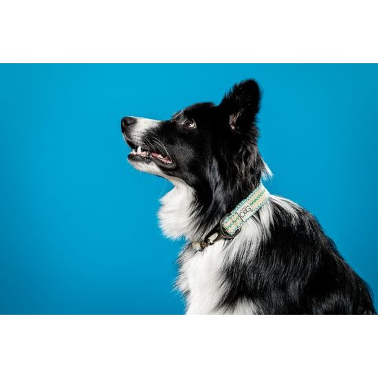 FUNKY DOG Eco-friendly 25 mm obojek pro psa