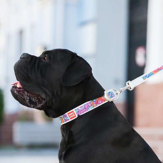 WAUDOG Obojek kožený Summer