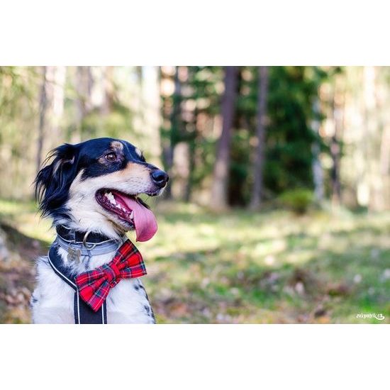 FUNKY DOG Skotský Červený kostkovaný motýlek