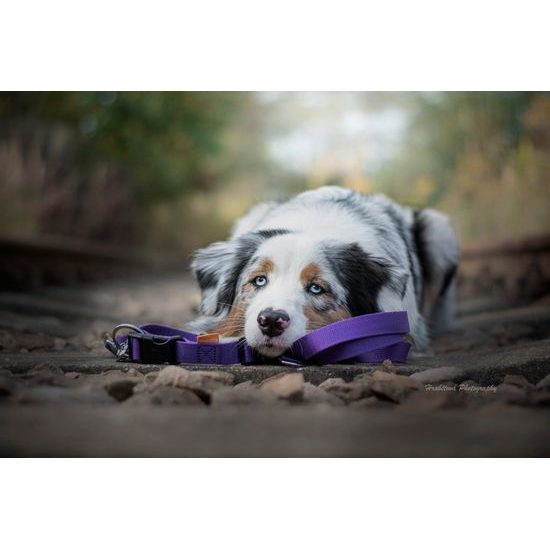 Aminela obojek 25mm/40-65cm fialový