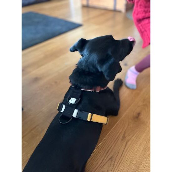 FUNKY DOG Konopný postroj pro psa hnědo žlutý