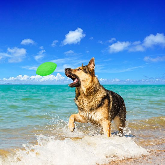 PitchDog Sport Ball míč pro psy