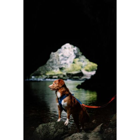 Woolly Wolf Roam Harness