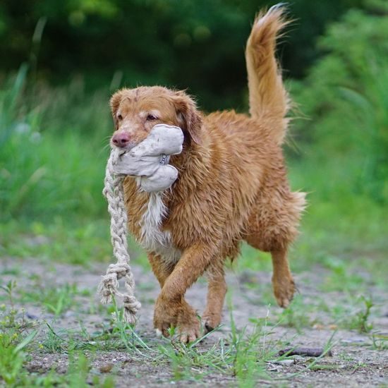 FUNKY DOG Slintoš ušatý přírodní hračka pro psa