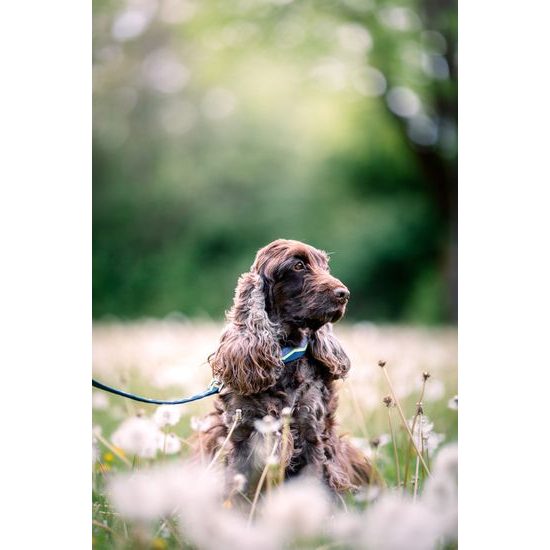 Woolly Wolf Horizon Leash