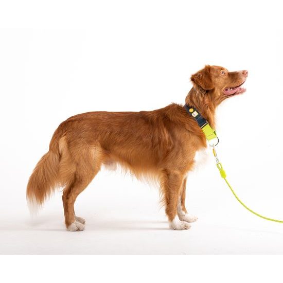 Woolly Wolf Color Block Martingale Collar