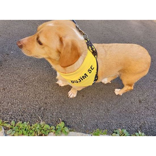 FUNKY DOG Žlutý šátek pro psa s nápisem