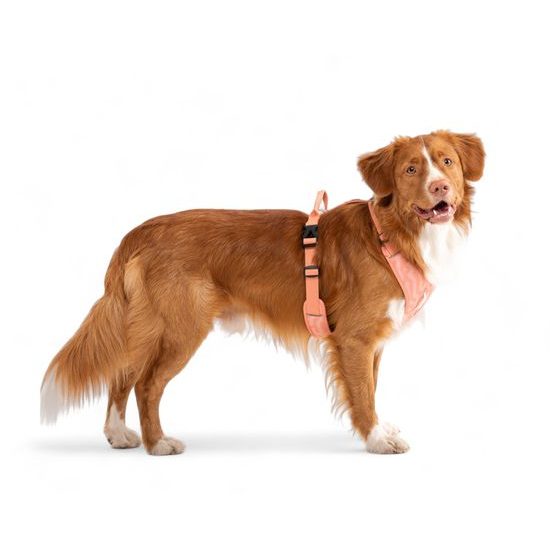 Woolly Wolf Roam Harness