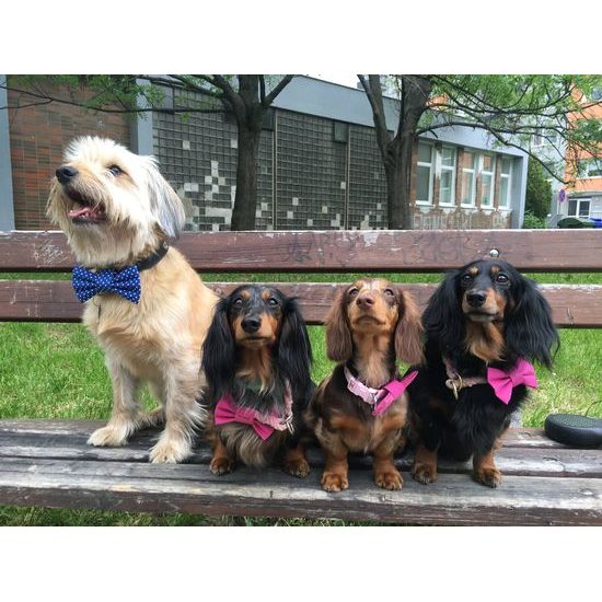 FUNKY DOG Modrý psí motýlek s puntíky