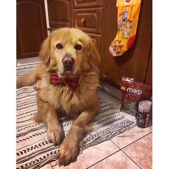 FUNKY DOG Skotský Červený kostkovaný motýlek