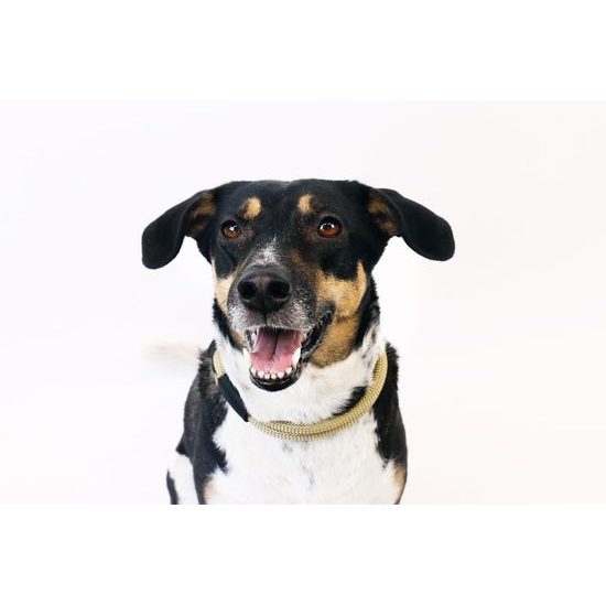 Aminela Obojek lano s kůží černé kování béžová