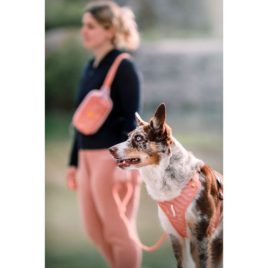 Woolly Wolf Roam Harness