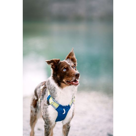 Woolly Wolf Alpha 360 Harness