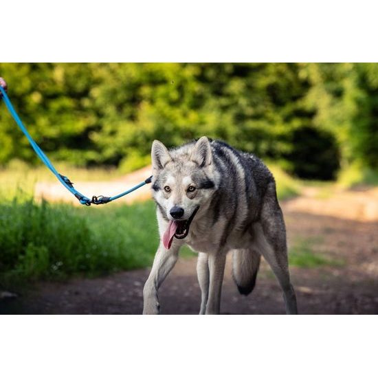 Aminela Vodítko lano s kůží přepínací černé kování modrá