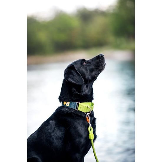 Woolly Wolf Color Block Martingale Collar