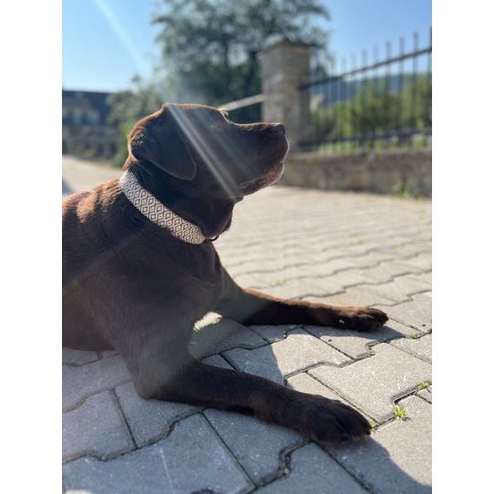 FUNKY DOG Široký 4cm obojek pro psa eco-friendly