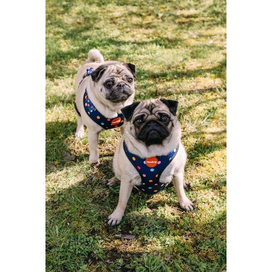 Reedog Kšíry pro psa BUBBLE