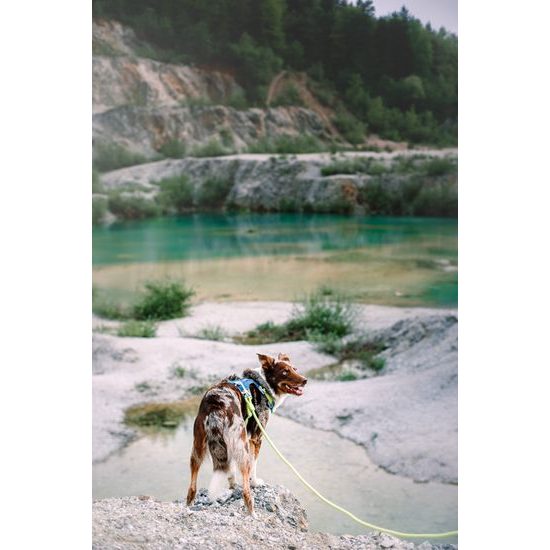 Woolly Wolf Alpha 360 Harness