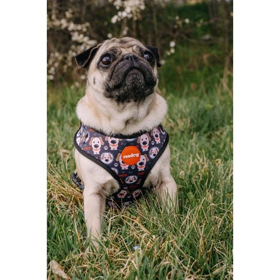 Reedog Kšíry pro psa PUPPY