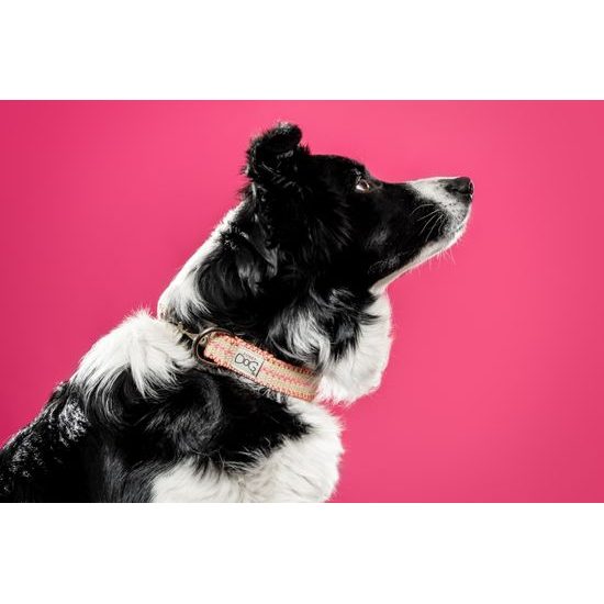FUNKY DOG Eco-friendly 25 mm obojek pro psa