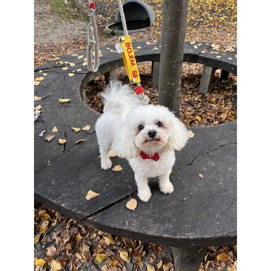 FUNKY DOG XXS Piñatex 1cm obojek a motýlek