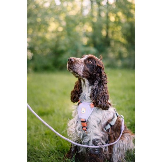 Woolly Wolf Color Block Harness