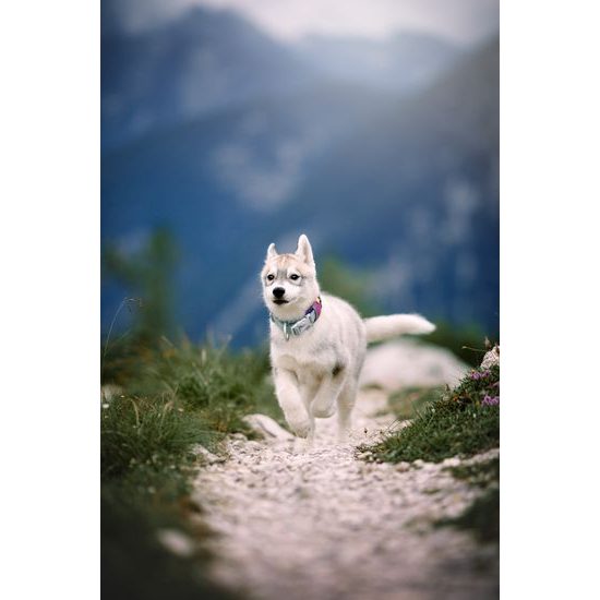 Woolly Wolf Alpha 360 Collar