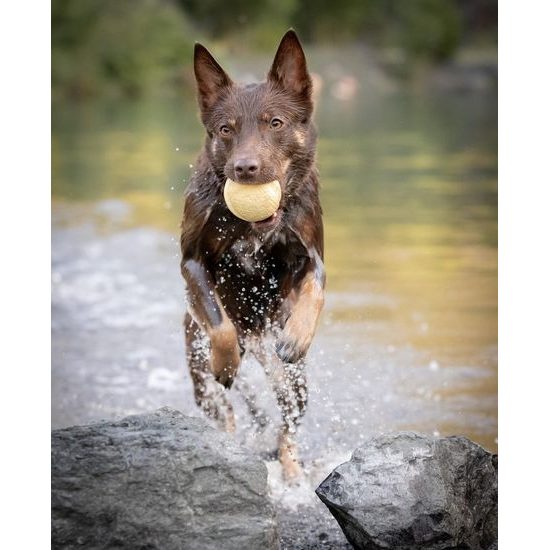 Amarago eco friendly hračka pro psy míč žlutý 8cm/105g