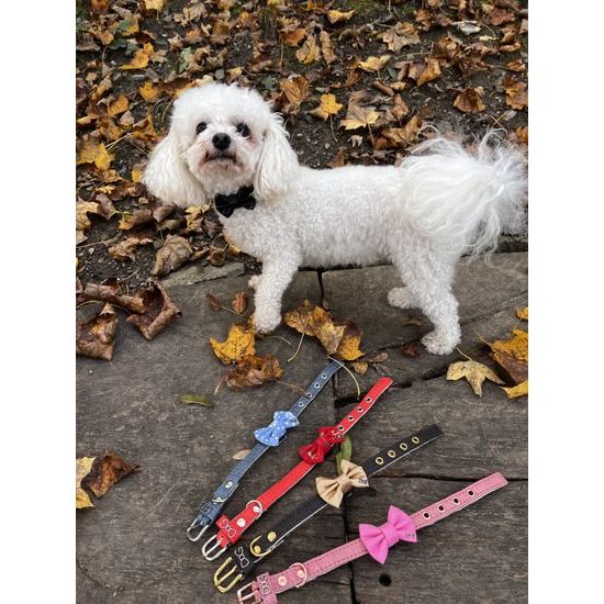 FUNKY DOG XXS Piñatex 1cm obojek a motýlek