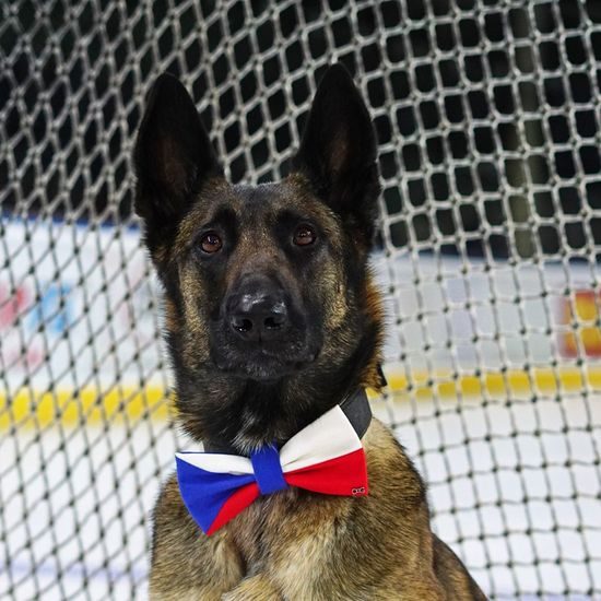 FUNKY DOG Psí motýlek česká vlajka