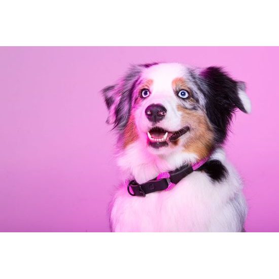 Aminela Obojek lano s kůží černé kování růžová