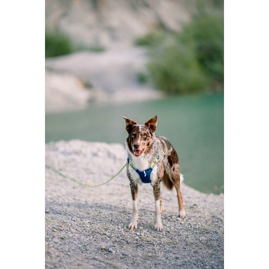 Woolly Wolf Alpha 360 Harness