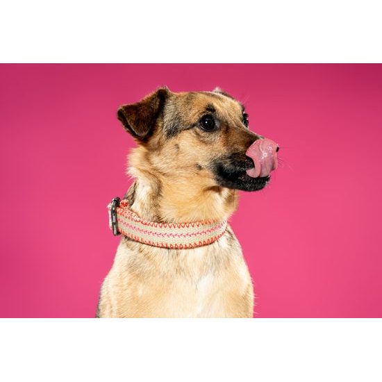 FUNKY DOG Konopný ekologický obojek pro psa