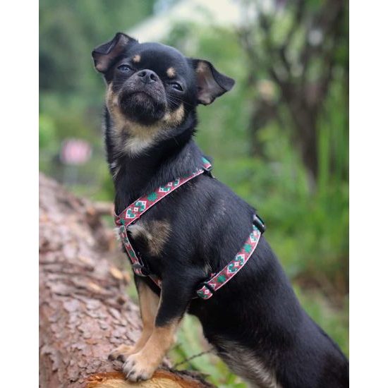 FUNKY DOG Postroj pro malé psy z bavlněných popruhů