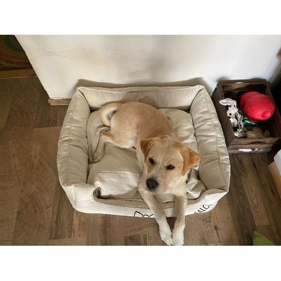 FUNKY DOG Ekologický lněný pelech pro psy