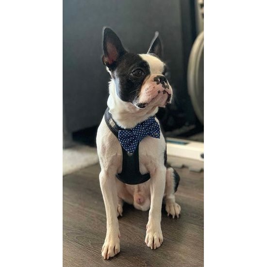 FUNKY DOG Modrý psí motýlek s puntíky