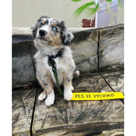 FUNKY DOG Žlutý návlek na vodítko