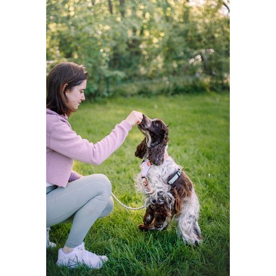 Woolly Wolf Color Block Harness