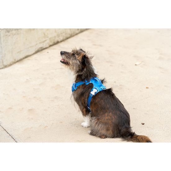 Red Dingo postroj Sport Electric Blue 25 mm x 58-81 cm