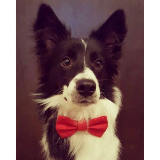 FUNKY DOG Červený motýlek