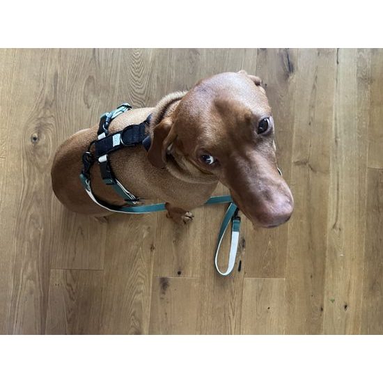 FUNKY DOG Konopný postroj pro psa zeleno černý
