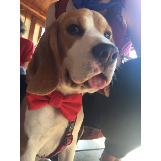 FUNKY DOG Červený motýlek