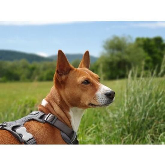 Red Dingo Postroj polstrovaný XS 31-43cm