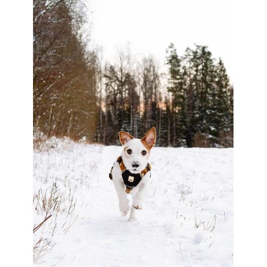 Woolly Wolf Sea To Summit Harness