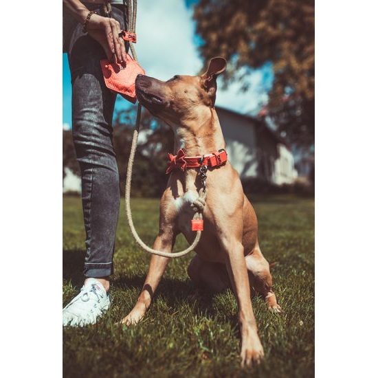 FUNKY DOG korálově Červený Piñatex obojek