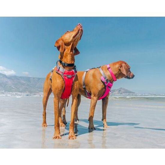 Red Dingo Postroj polstrovaný S 37-52cm